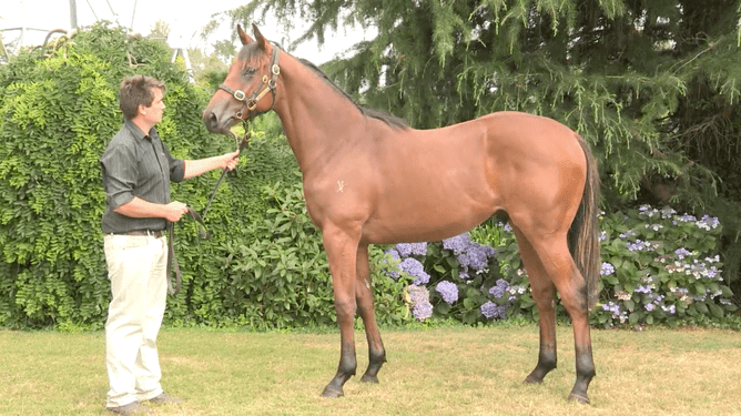 Dean Hawkins pictured with Kolding as a yearling in 2017 - Image: Eclare Productions