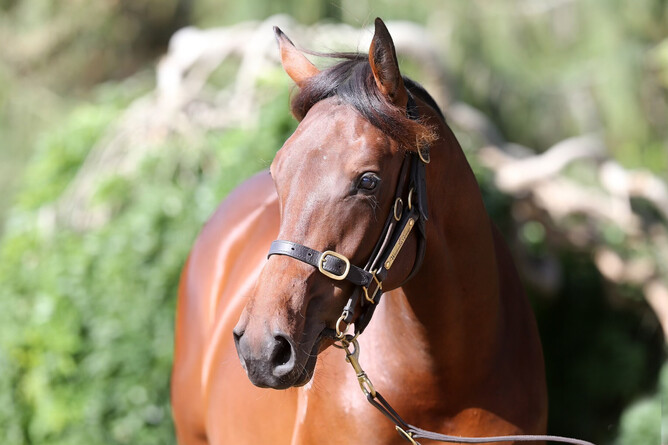 Lot 629 Vadamos x Super Trouper colt - Photo: Trish Dunell