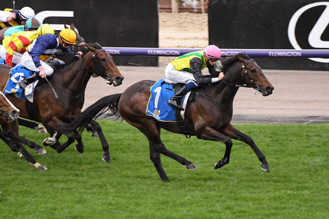 The Chosen One will contest the Gr.1 Underwood Stakes (1800m) at Sandown on Saturday.   - Photo: Pat Scala (Racing Photos)