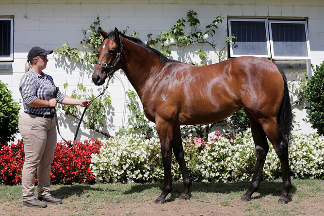 Harlow Mist pictured as a yearling at Wentwood