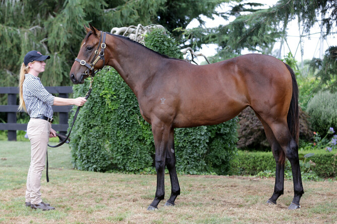 Lot 489, the Pierro filly out of Pica Pica. Photo: Supplied