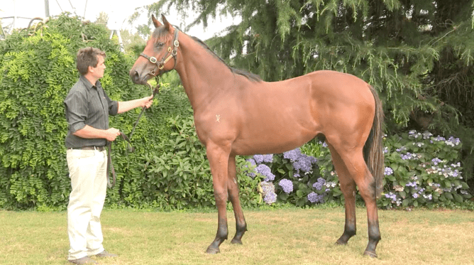 Kolding pictured as a yearling with Dean Hawkins - Photo: Eclare Productions