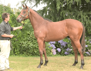 Kolding Cox Plate bound