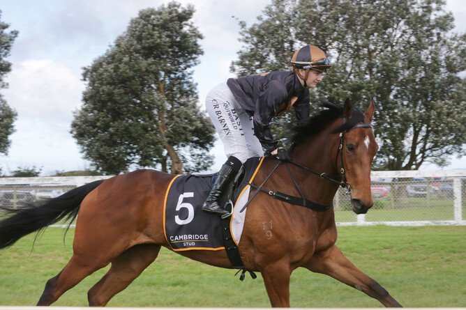 Lickety Split is set to cross the Tasman for an Australian campagin. - Photo: Trish Dunell