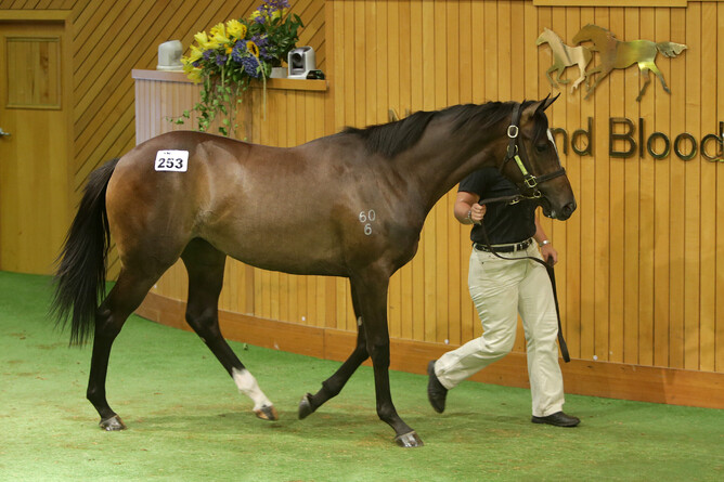 High Emocean pictured as a yearling at Karaka where she fetched $80,000 from the Wentwood Grange draft - Photo: Trish Dunell