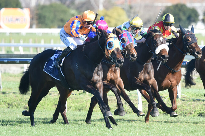 Quintessa winning the Gr.3 Gold Trail Stakes (1200m) at Hastings on Saturday. - Photo: Peter Rubery (Race Images Palmerston North)