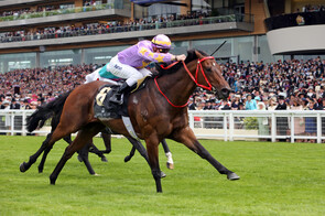 Little Bridge - Faltaat x Golden Rose