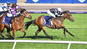 Harlow Mist - Contributer x Sila Jasak