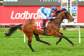 Basilinna - Staphanos x So Royal