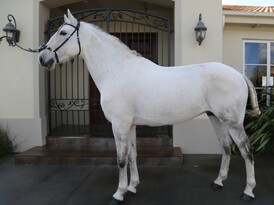 Lusitano Stallion