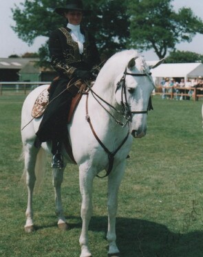 Lusitano Stallion