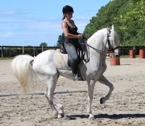 Lusitano Stallion