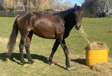 Lusitano horses for sale