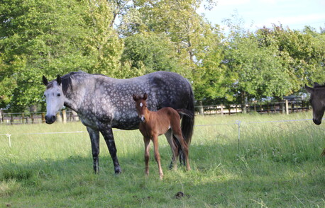 Briosa with foal