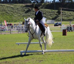 Lusitano Stallion