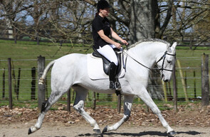 Lusitano Stallion