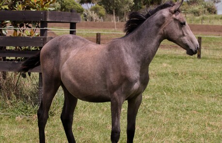 Lusitano for sale