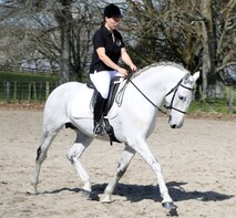 Lusitano Stallion
