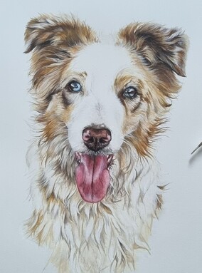 Lincoln Pet Painting Commission Art New Zealand. Caricature pet art. Hyper realistic pet art. Dog and cat commission artwork. Kayla pet paintings. Kaela pet paintings