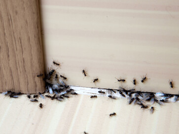 Pesky ants a problem in your home? Peninsula Pest will exterminate ants