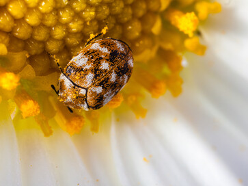 Some birds are a nuisance, especially for businesses. Peninsula Pest will sort out your pest problem anywhere in the Coromandel.
