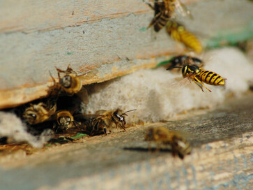 Get your house or business premise pest free: wasp invasions exterminated, bees and wasp pest control