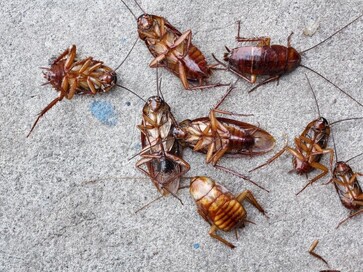 Exterminate and prevent cockroaches in your home or business | Local Coromandel Peninsula pest control services