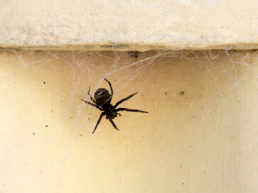 Eliminate and prevent spiders in your home with pest control services from Peninsula Pest