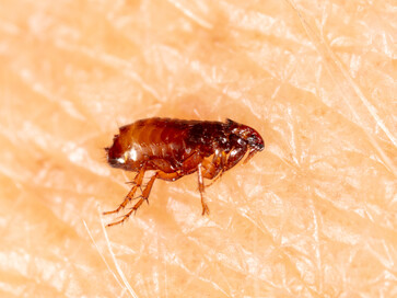 Fleas in your home and carpets? Get Peninsula Pest in to deal with pest control