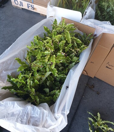 Forestry-grade seedlings