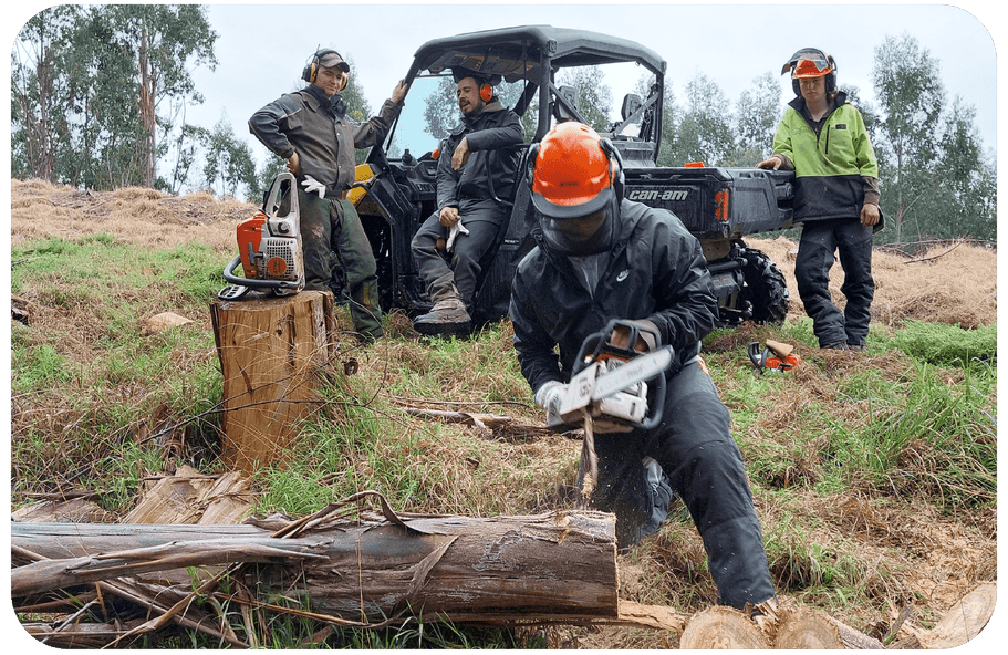 Chainsaw course