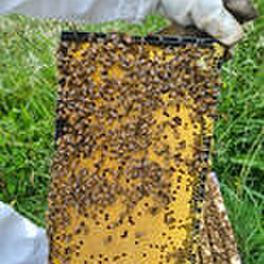 Frame of bees and capped brood