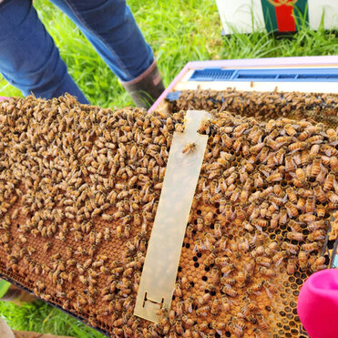 A frame of bees with pest management strip