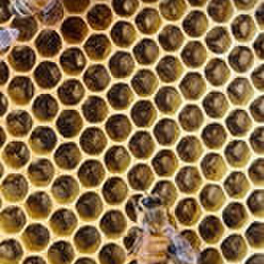 Closeup of cells on a frame