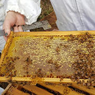 Frame of capped honey