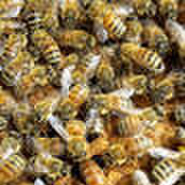 Closeup of bees
