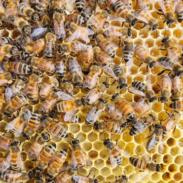Close up of bees on a frame