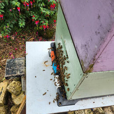 Bees on the entrance of a hive