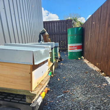 A number of hives along a shed wall