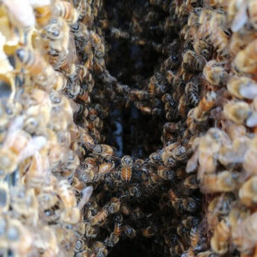 Bees festooning within a hive
