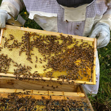 Beekeeper holding a frame of bees