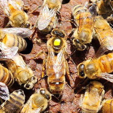 Close up of Queen bee with yellow marker