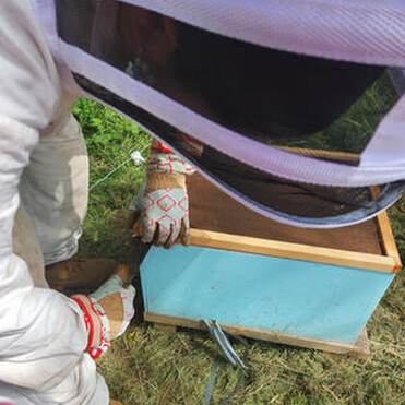 Beekeeper using a hive tool to open a lid