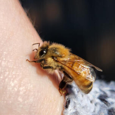 Closeup of bee on arm