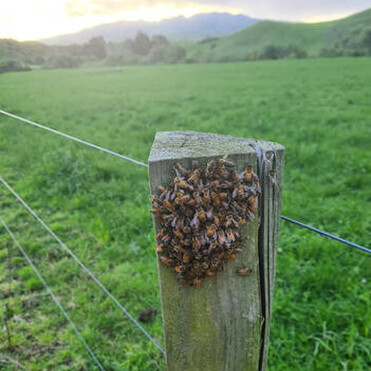 Small bee swarm on a wooden post