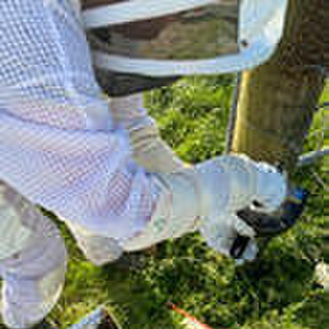 Using a brush pan to collect bees