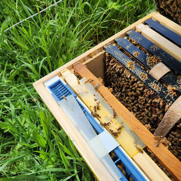 Inside an open bee hive