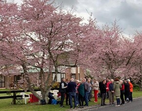 Under the Blossoms in Leamington