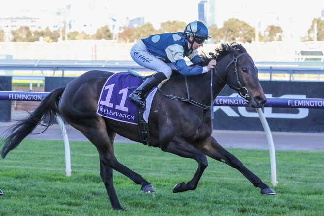 Unusual Culture winning The David Bourke (1620m) at Flemington last Saturday - Photo: Bruno Cannatelli