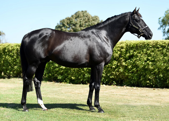 Letham Stud stallion Unusual Suspect
